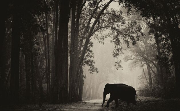 The Big Five of India 3 Big Five India G03