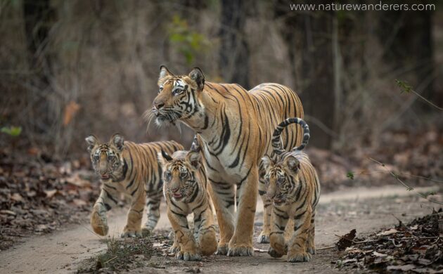 The Big Five of India 5 Big Five India G05