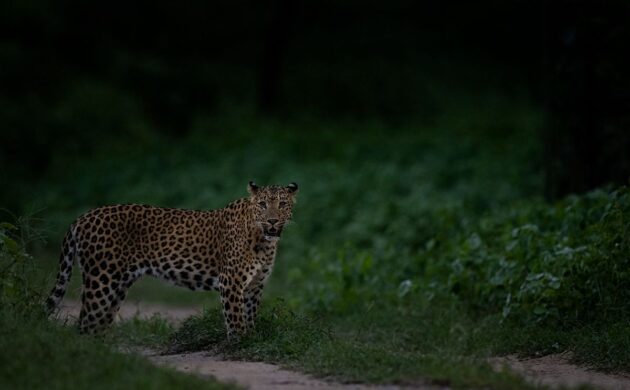 The Big Five of India 6 Big Five India G06