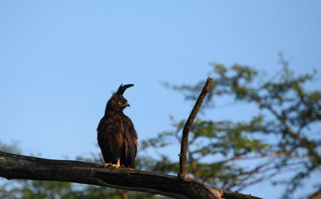 Birds & Big Cats of Kenya Photo Safari 3 Birds Big Cats G05