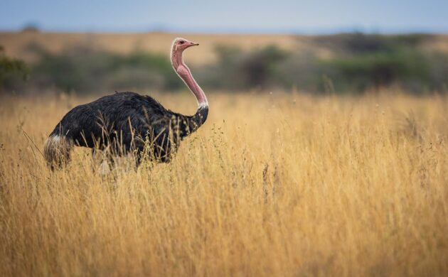 Birds & Big Cats of Kenya Photo Safari 1 Birds Big Cats G07