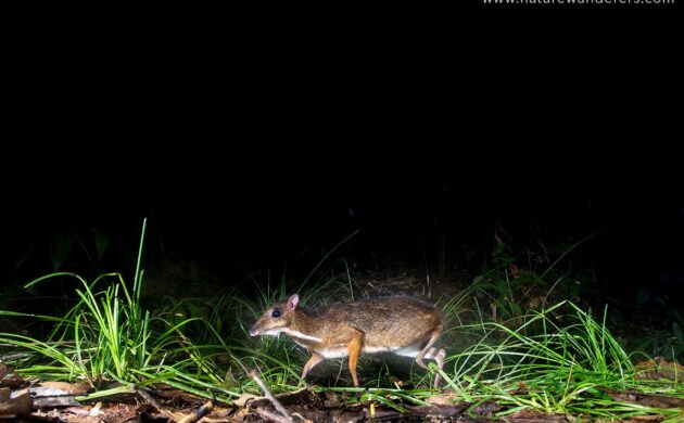DSLR Camera Trap Photography 16 DSLR G01
