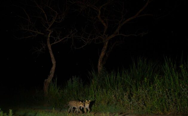 DSLR Camera Trap Photography 15 DSLR G02