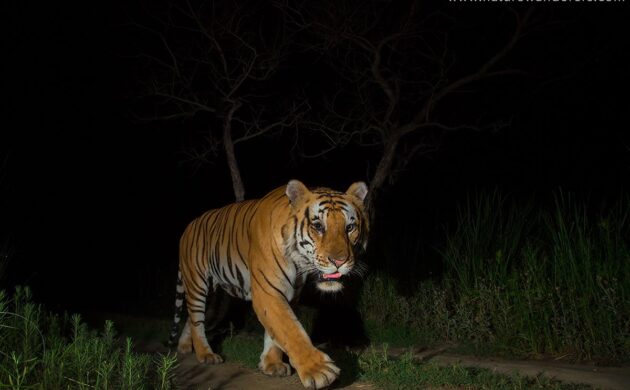 DSLR Camera Trap Photography 14 DSLR G03