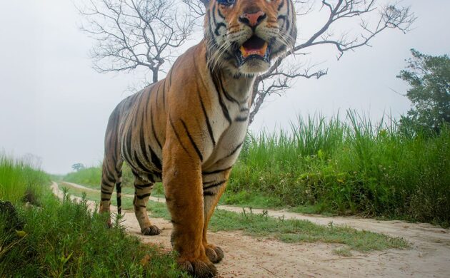 DSLR Camera Trap Photography 13 DSLR G04