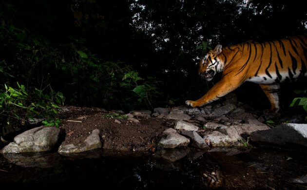 DSLR Camera Trap Photography 12 DSLR G05
