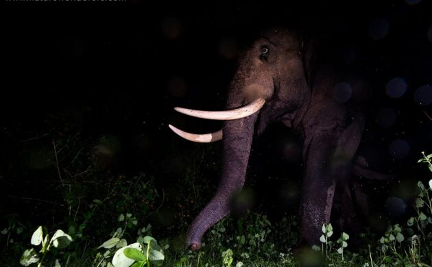 DSLR Camera Trap Photography 11 DSLR G06