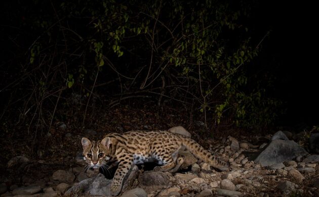 DSLR Camera Trap Photography 10 DSLR G07