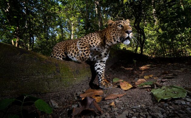 DSLR Camera Trap Photography 9 DSLR G08