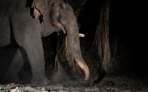 DSLR Camera Trap Photography 8 DSLR G09