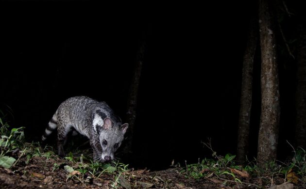 DSLR Camera Trap Photography 6 DSLR G11