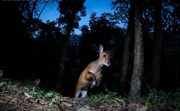 DSLR Camera Trap Photography 5 DSLR G12
