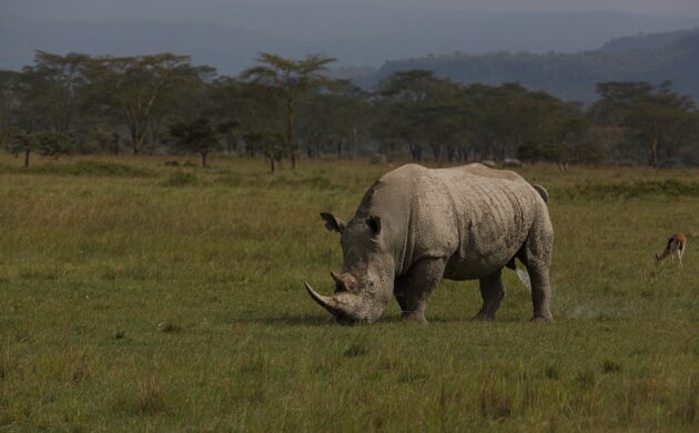 Fly in Safari in Masai Mara 4 Fly In Mara G04