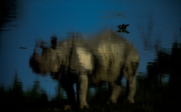 Wild North East 1 Kaziranga G01 1