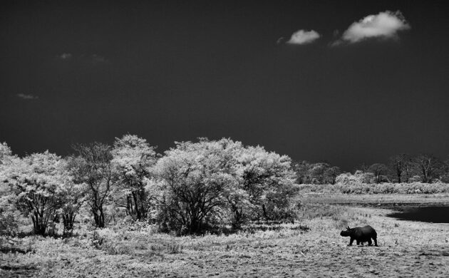 Wild North East 2 Kaziranga G02 1