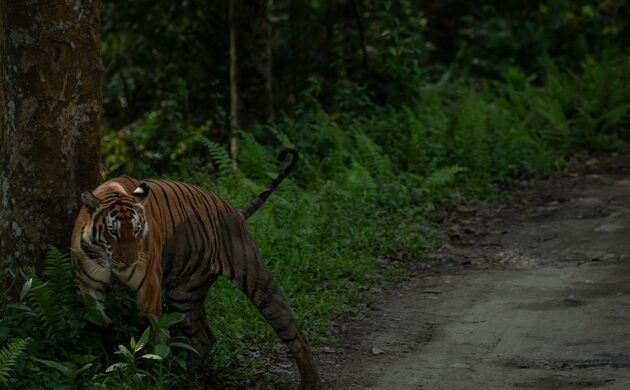 Wild North East 3 Kaziranga G03 1
