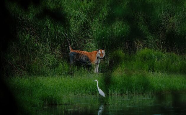 Wild North East 4 Kaziranga G04 1