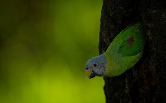 Wild North East 5 Kaziranga G05 1