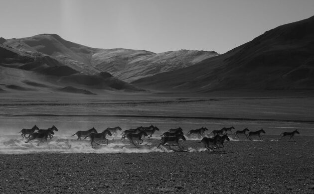 Ladakh - Wild Himalayas 4 Ladakh G04