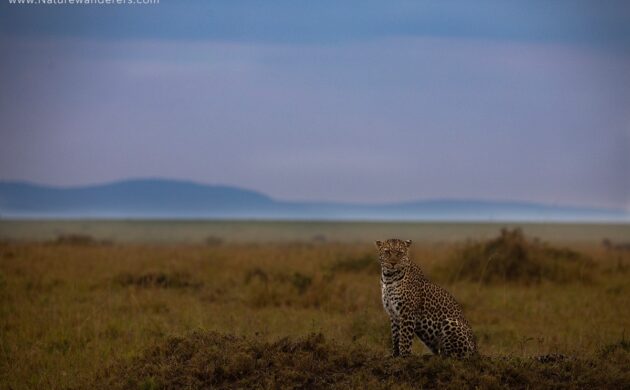 Low Season Masai Mara Photo Safari 2 Off Season G02