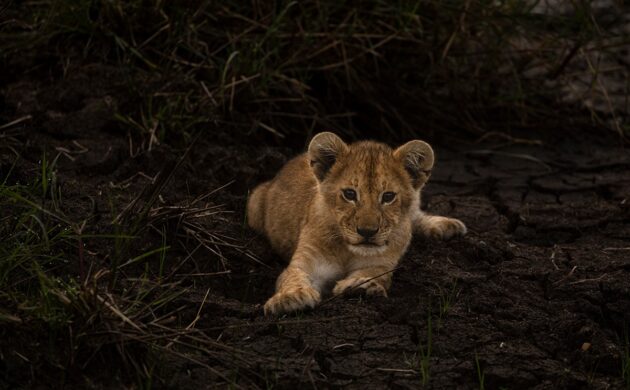 Low Season Masai Mara Photo Safari 3 Off Season G03