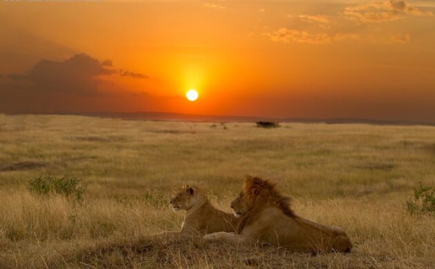 Low Season Masai Mara Photo Safari 4 Off Season G04