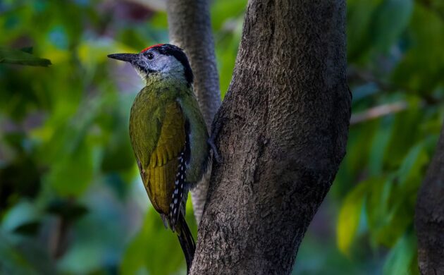 Birding in Kumaon 1 Pangot G01