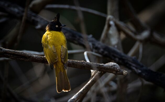 Birding in Kumaon 2 Pangot G02