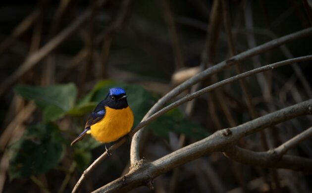 Birding in Kumaon 3 Pangot G03