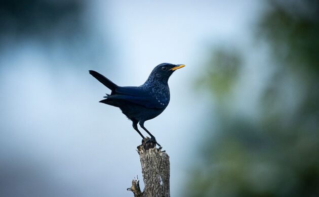 Birding in Kumaon 4 Pangot G04