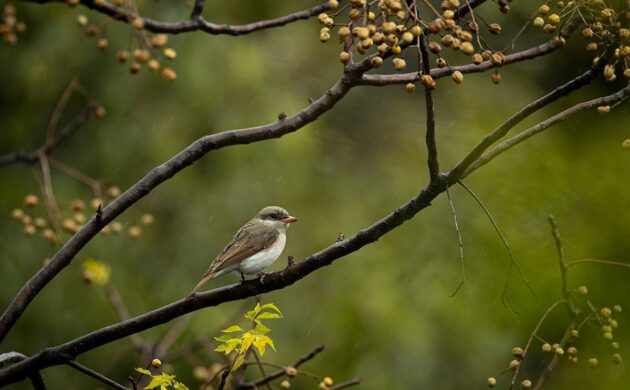 Birding in Kumaon 5 Pangot G05