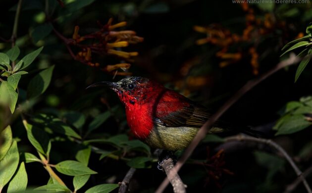 Birding in Kumaon 6 Pangot G06