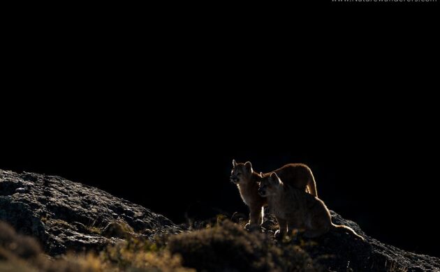 Wild Patagonia - Puma Expedition 4 Patagonia G04