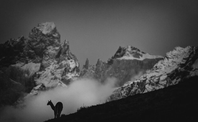 Wild Patagonia - Puma Expedition 2 Patagonia G06