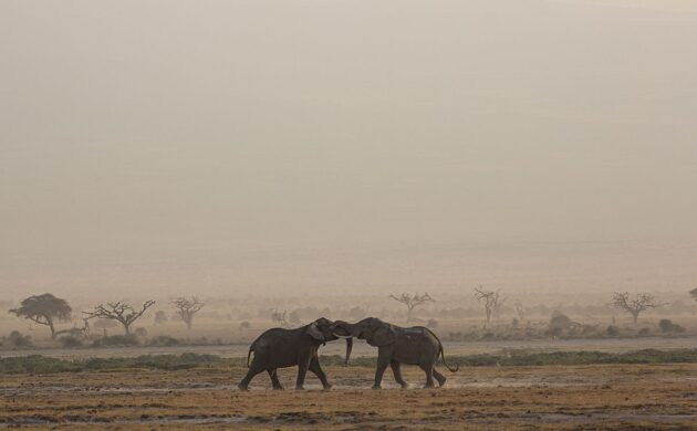 Fly in Safari at Amboseli 4 Safari Amboseli G04
