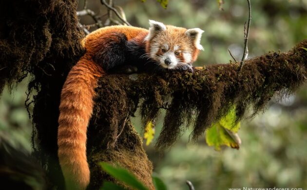 Red Panda Expedition 1 Singalila G01 1