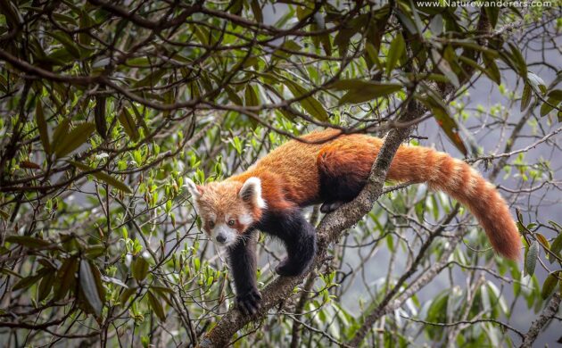 Red Panda Expedition 6 Singalila G04 1