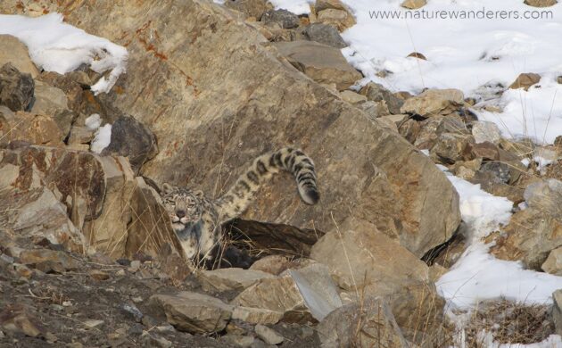Snow Leopard Expedition 3 Snow Leopard G03