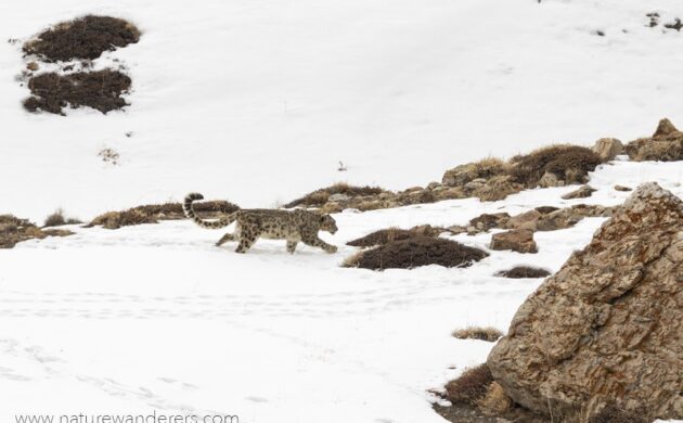 Snow Leopard Expedition 7 Snow Leopard G07