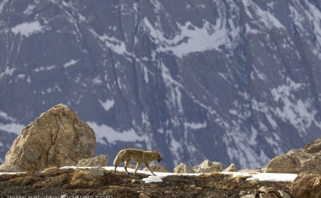 Snow Leopard Expedition 8 Snow Leopard G08