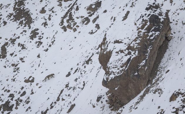 Snow Leopard Expedition 9 Snow Leopard G09