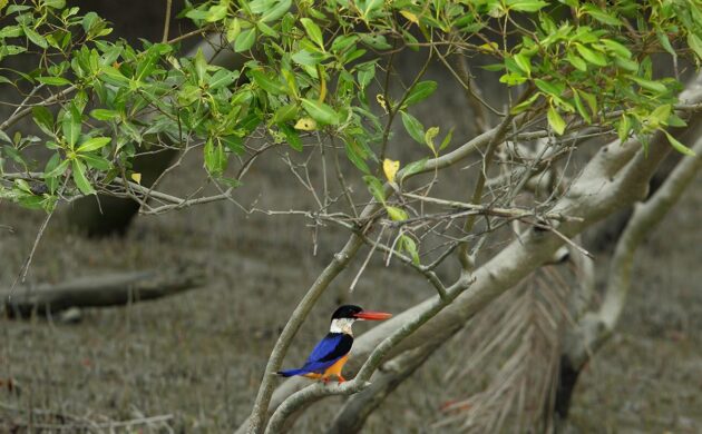 Mystic Mangroves 6 Sundarban G01