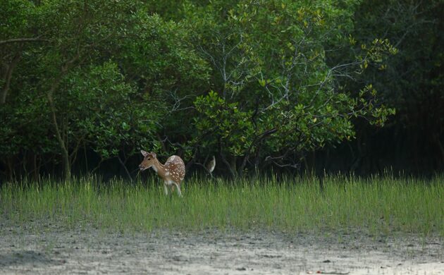 Mystic Mangroves 2 Sundarban G05