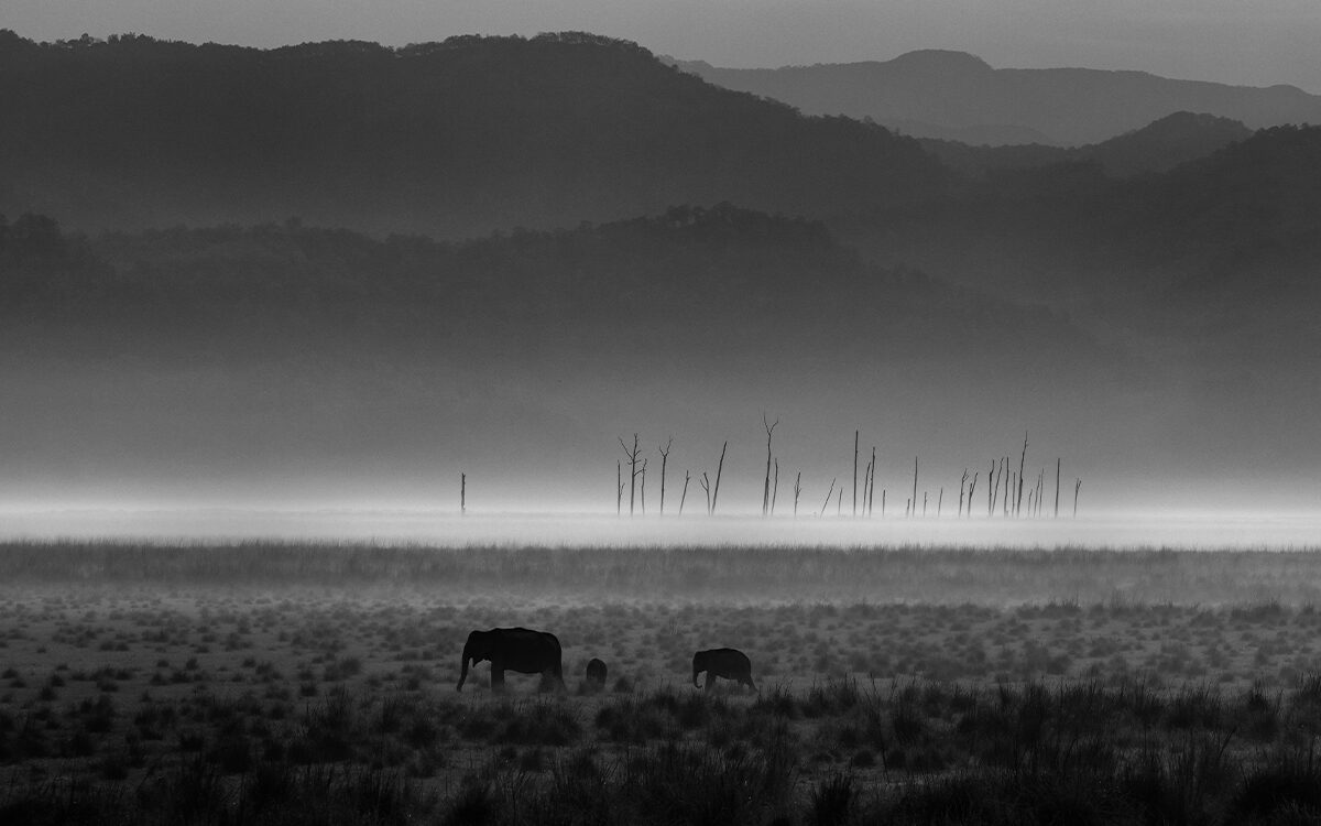 banner Monochrome