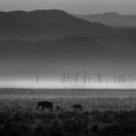 banner Monochrome